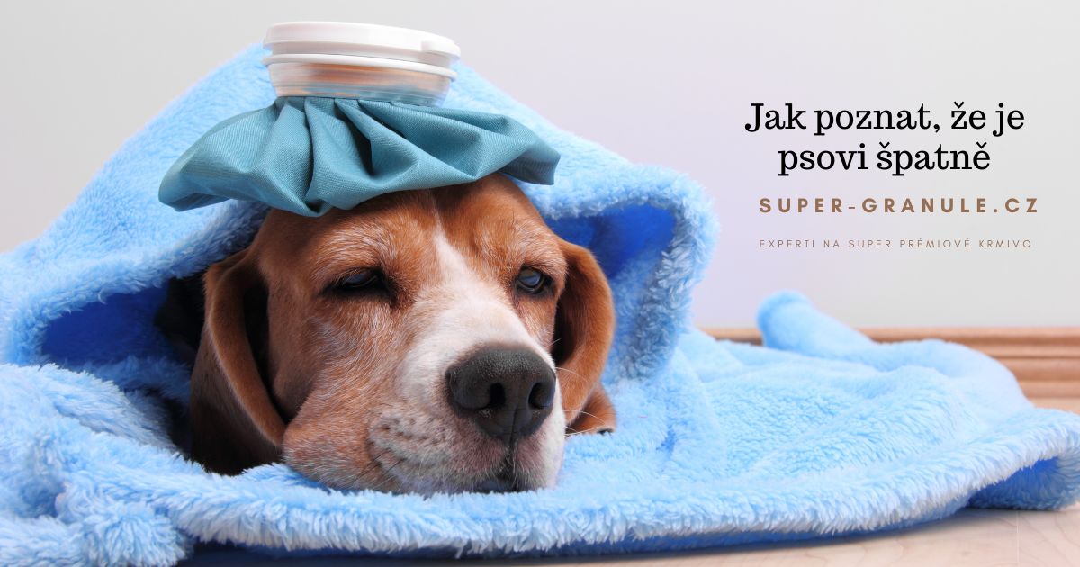 jak-poznat-ze-je-psovi-spatne