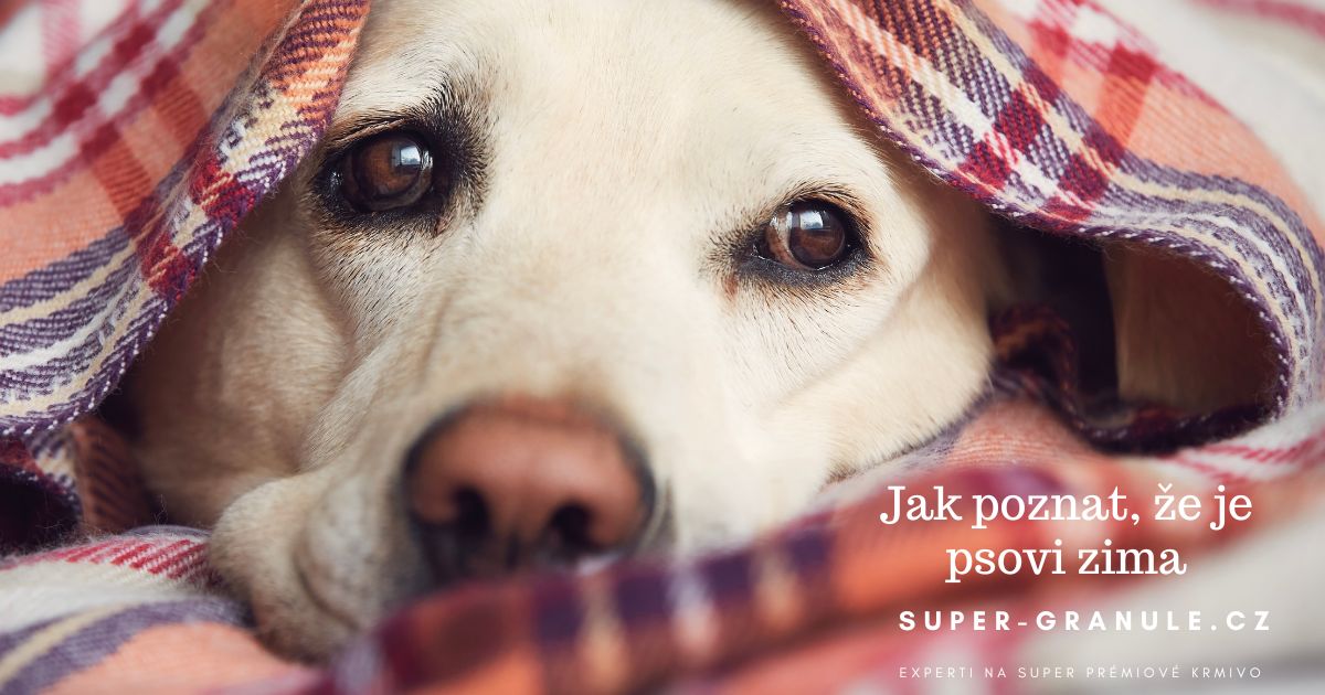 jak-poznat-ze-je-psovi-zima