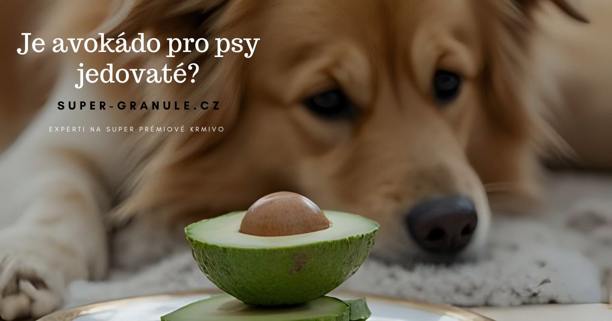 je-avokado-pro-psy-jedovate
