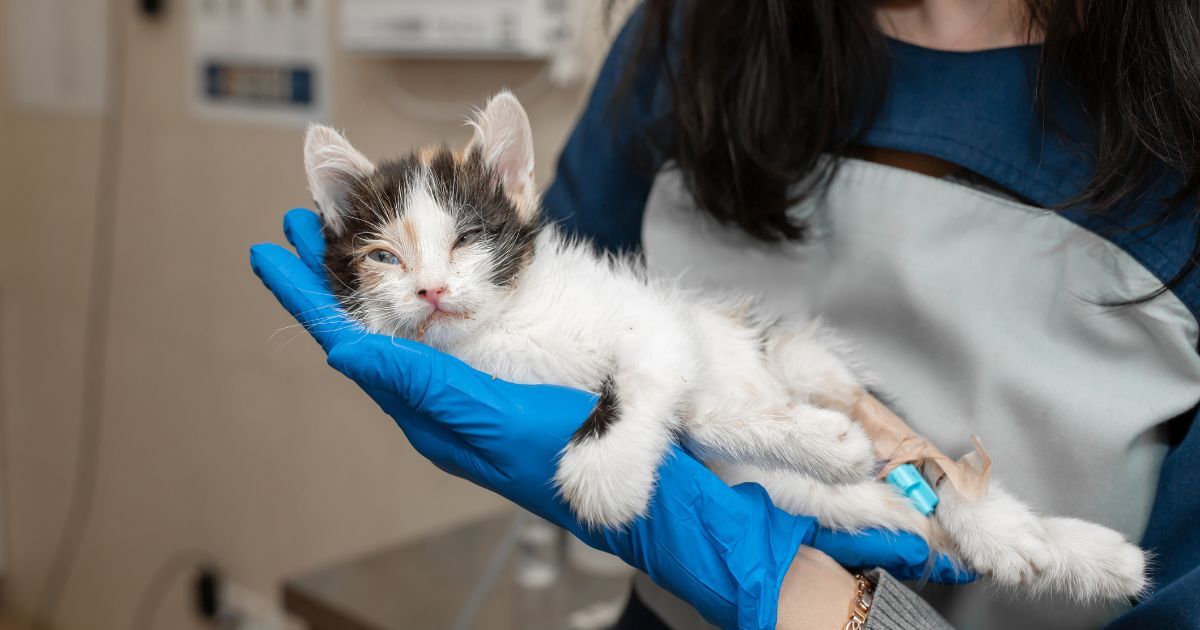 nemoci-kocek-veterinar
