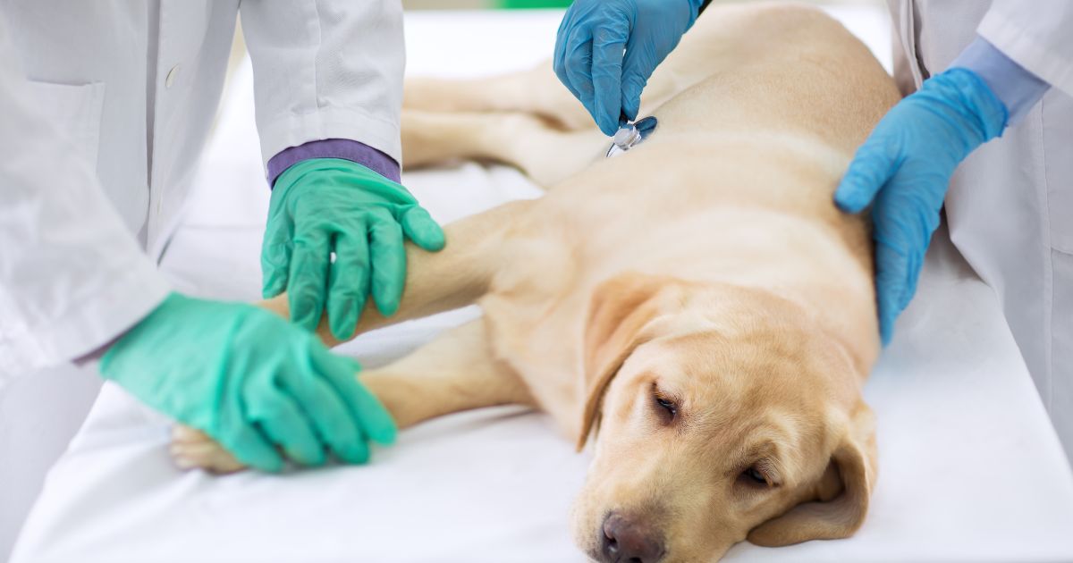 onemocneni-srdce-u-psu