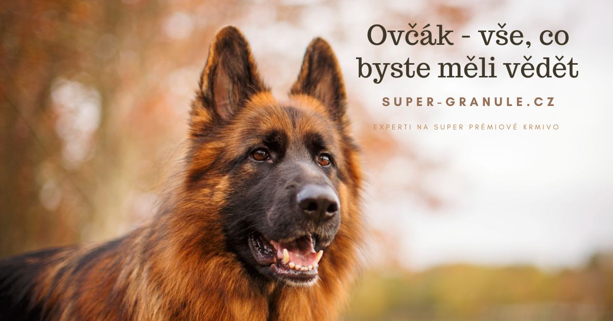 ovcak