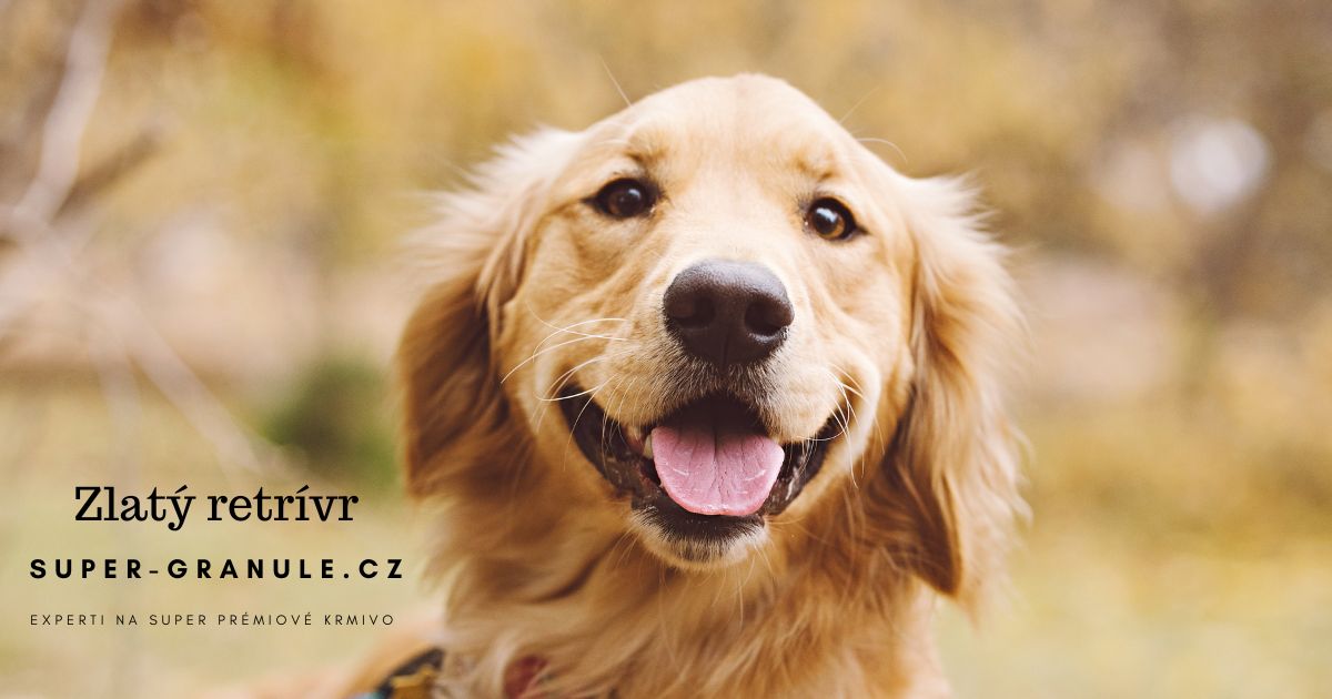 zlaty-retrivr
