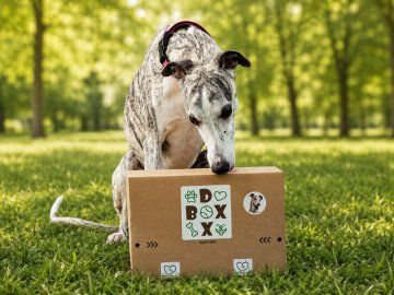 dox box prazdninova edice by dylan a tyna