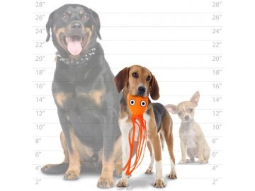 t oc jr squid or dog