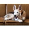 Benebone PUPPY Wishbone slanina M