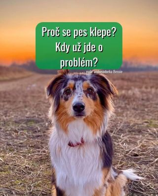 Třese se váš pejsek a vy nevíte proč? 🐶 Někdy je to úplně neškodné. Jindy vám tím dává jasné varování.. Setkali jste se už...