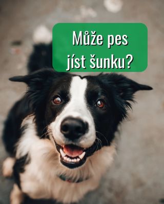 Šunka je zpracované maso s vysokým obsahem soli, tuku a aditiv. Při častém a větším množství může dlouhodobě zatěžovat...