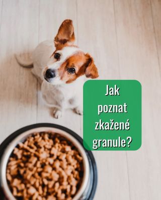 Granule bereme jako „bezpečnou jistotu“. Ale i suché krmivo může být pro psa problém – často dřív, než si toho člověk...
