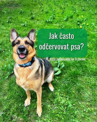 Spousta lidí odčervuje pejska ,,jen občas“… ale to může být málo. Paraziti často nejsou vidět, ale můžou nadělat velké...