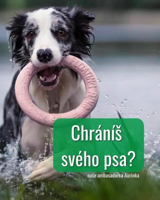 Přichází vysoké teploty a s nimi i velká rizika pro naše chlupáče. 🐶☀️ Psi snášejí horko mnohem hůř než lidé, proto je...