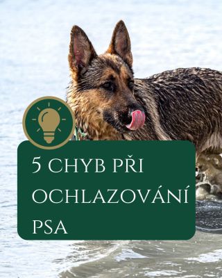 ☀️ Vedra umí potrápit nejen nás, ale i naše čtyřnohé parťáky. Ne všechno, co na první pohled vypadá jako pomoc, je pro psa...