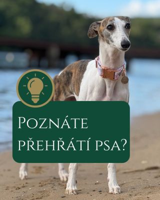 🌡️ Každá minuta rozhoduje. Buďte připraveni rozpoznat přehřátí pejska a vědět, co dělat. 👇 Poznali byste přehřátí psa...