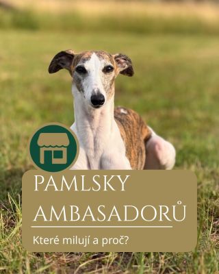 🐾 Každý z našich ambasadorů má svého favorita. Někdo miluje měkké pamlsky, jiný pořádné žvýkání a další neodolá mrazem...