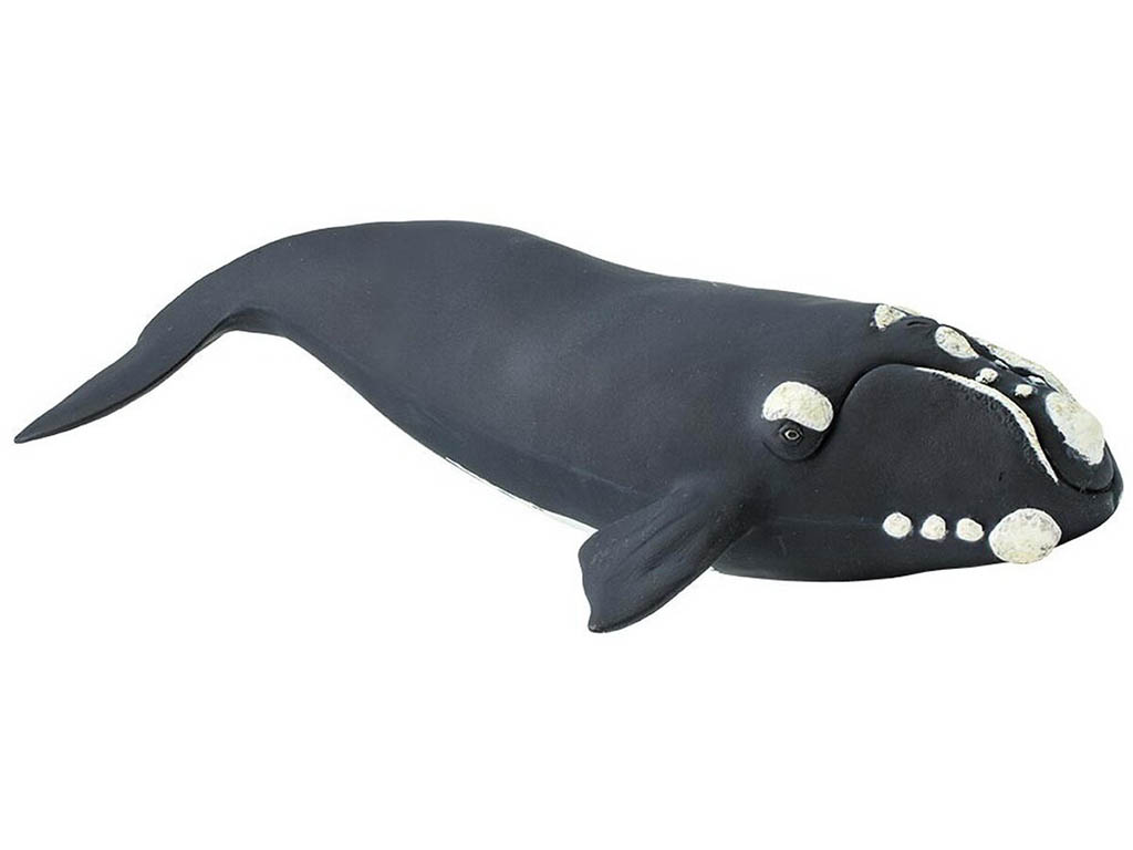 Safari Velryba Jižní 204229