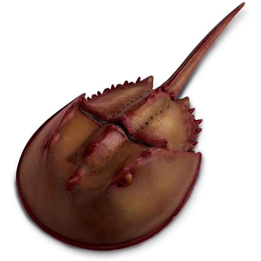 Safari Krab Trnitý - Ostrorep Americký 261429