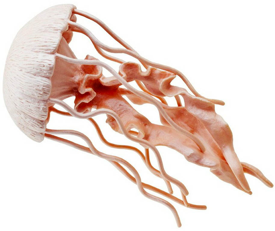 Safari Medúza 265529