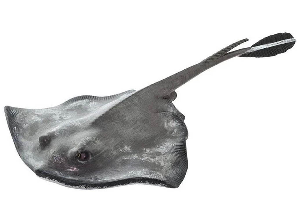 Safari Rejnok 100507