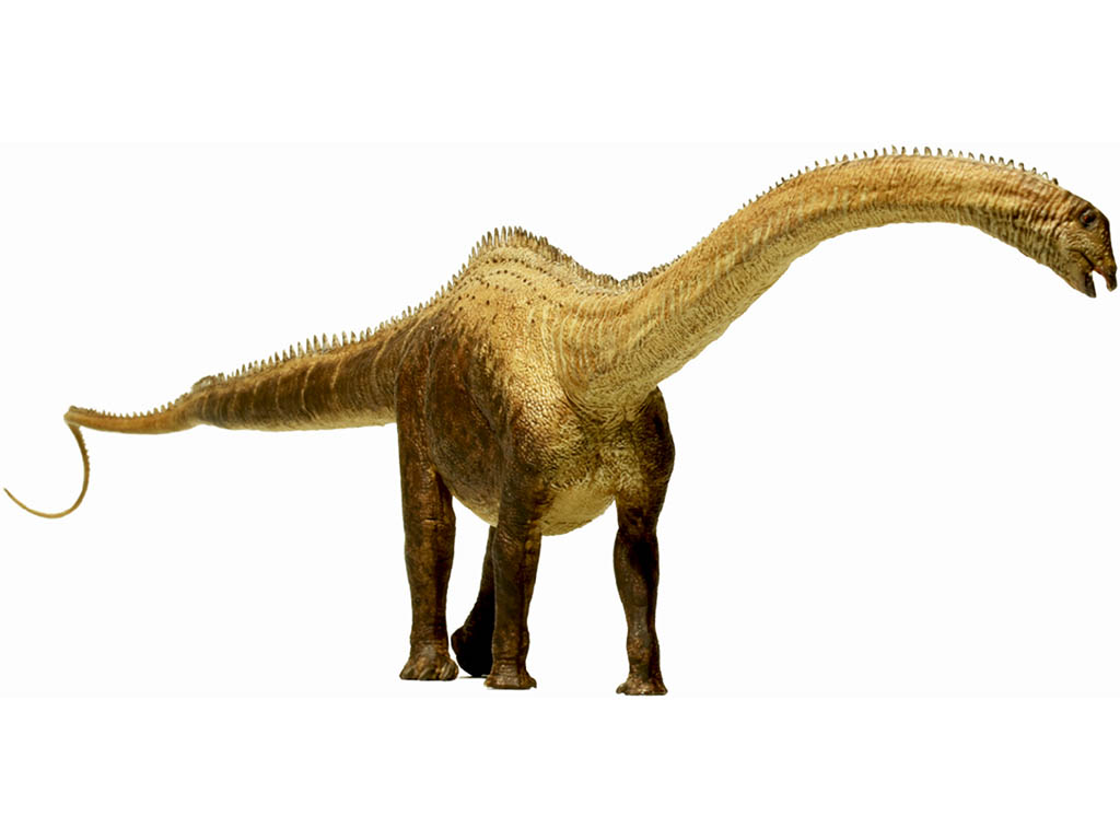 EOFAUNA Diplodocus 1:40