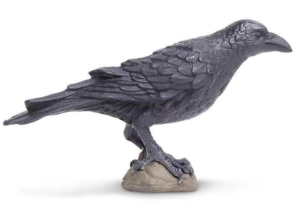 Safari Havran polní 150829