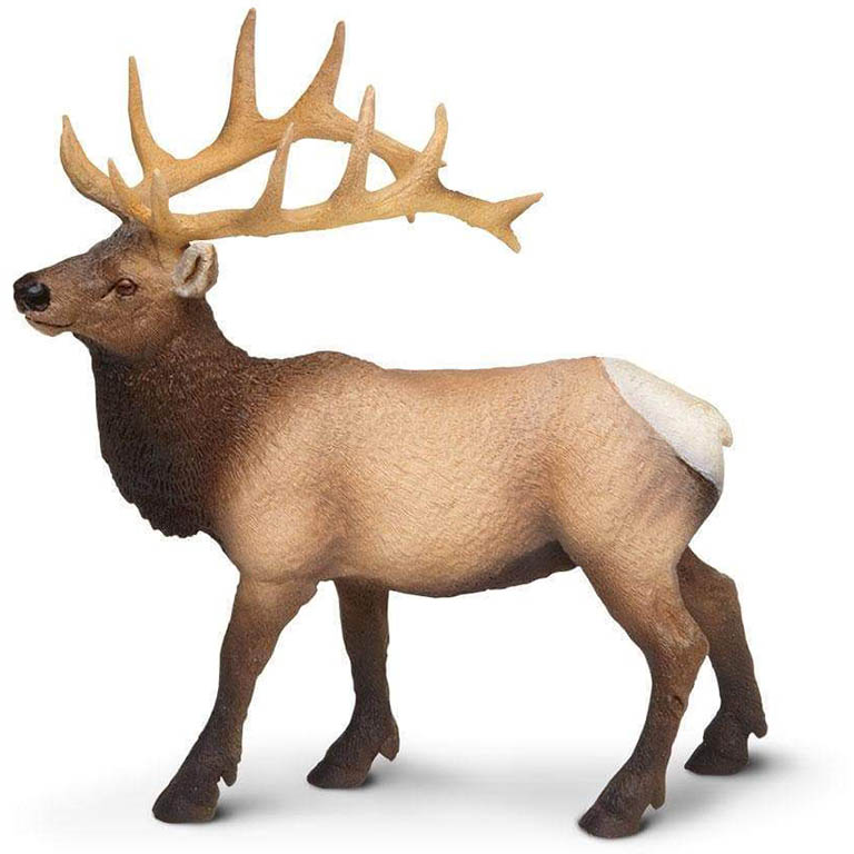 Safari Wapiti západní 180329