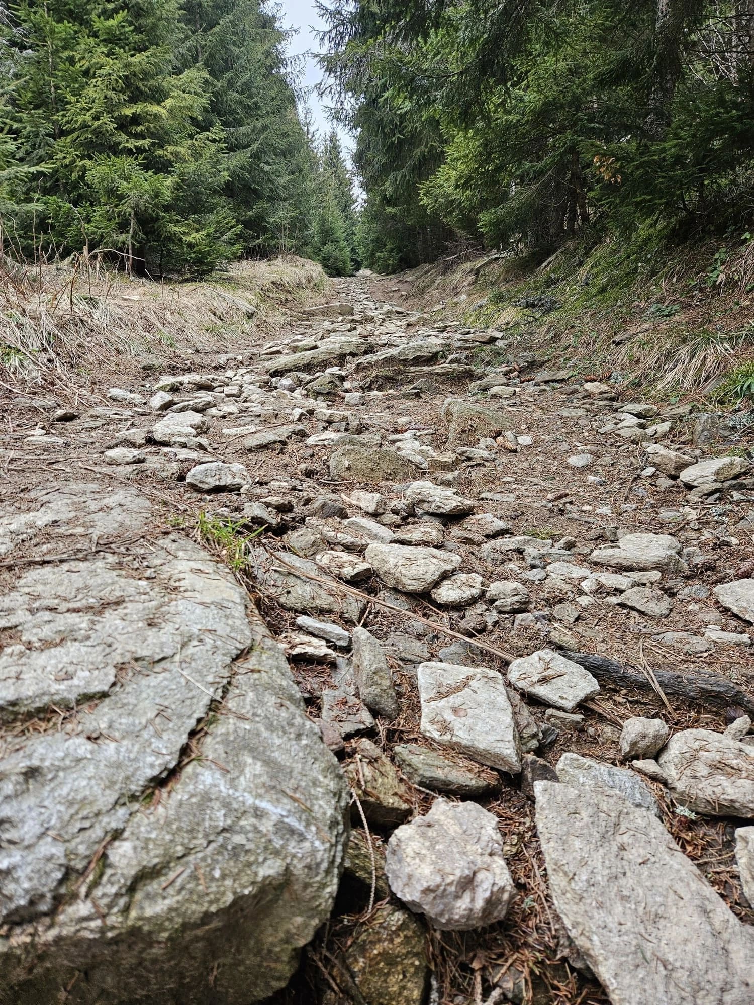 Strmý zasnežený turistický chodník vedúci lesom.