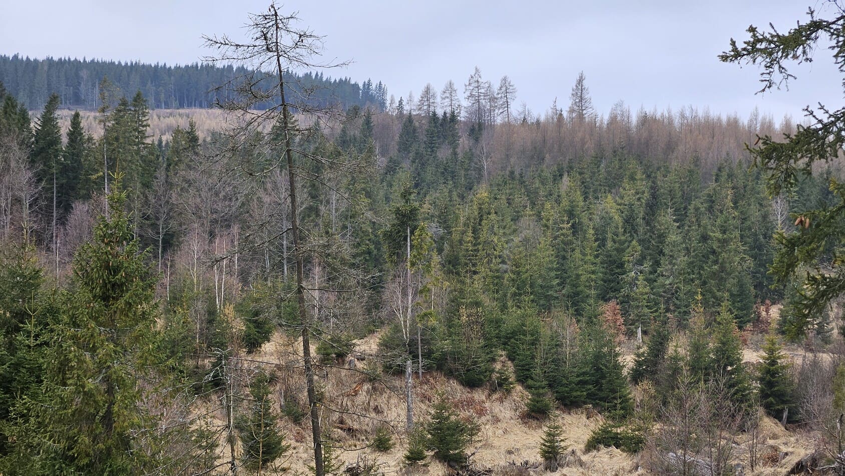 Pohľad na okolitú krajinu a lesy v Levočských vrchoch.