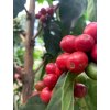 Cherry%20Kenya