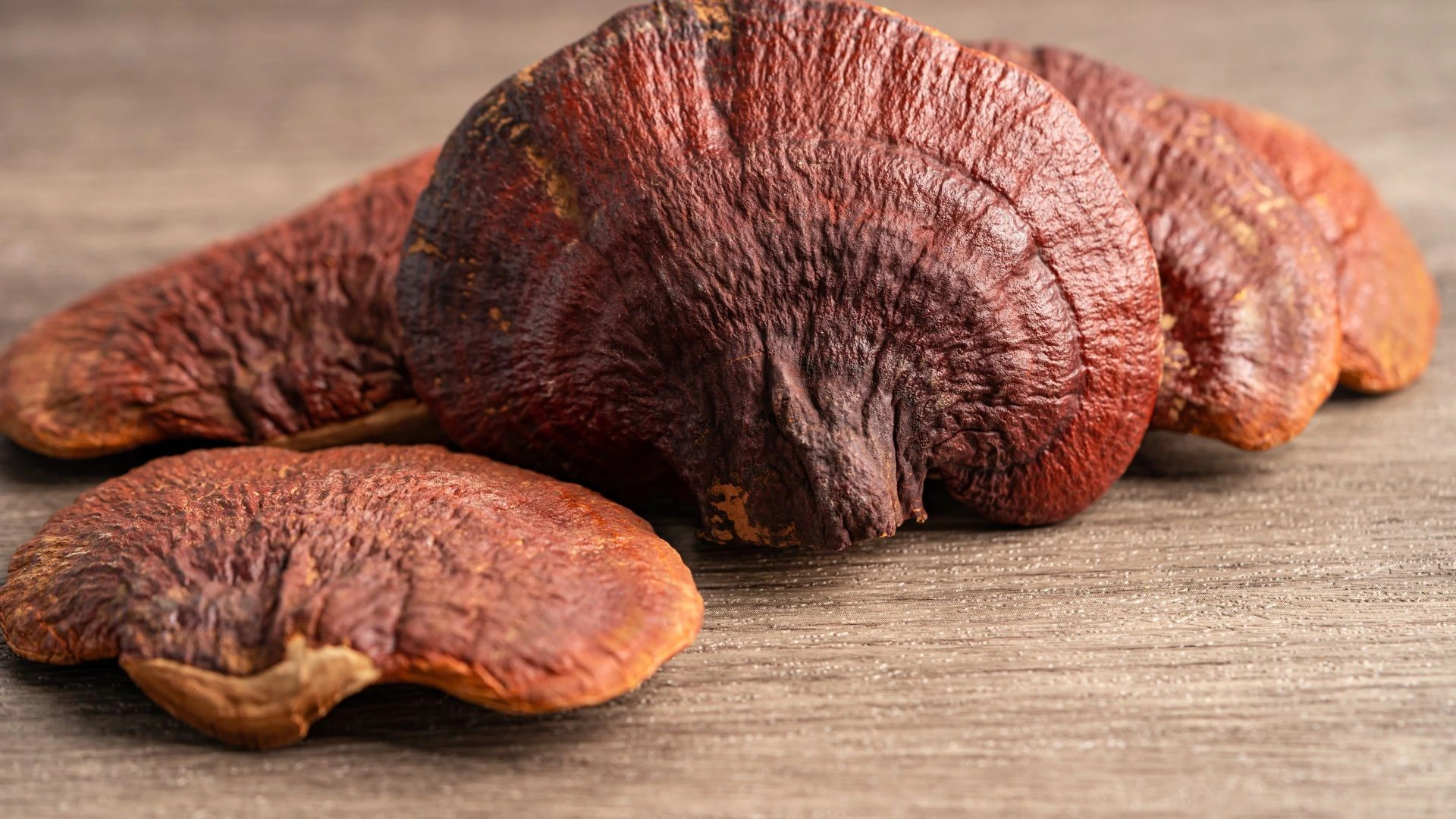 Reishi: Zázračná houba pro vaše zdraví