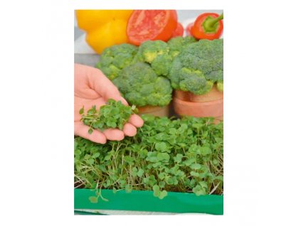 Screenshot 2024 05 09 at 16 20 29 Garden Seed Mikrozelenina – Brokolica 1ks Superstrava.sk staráme sa o Vaše zdravie