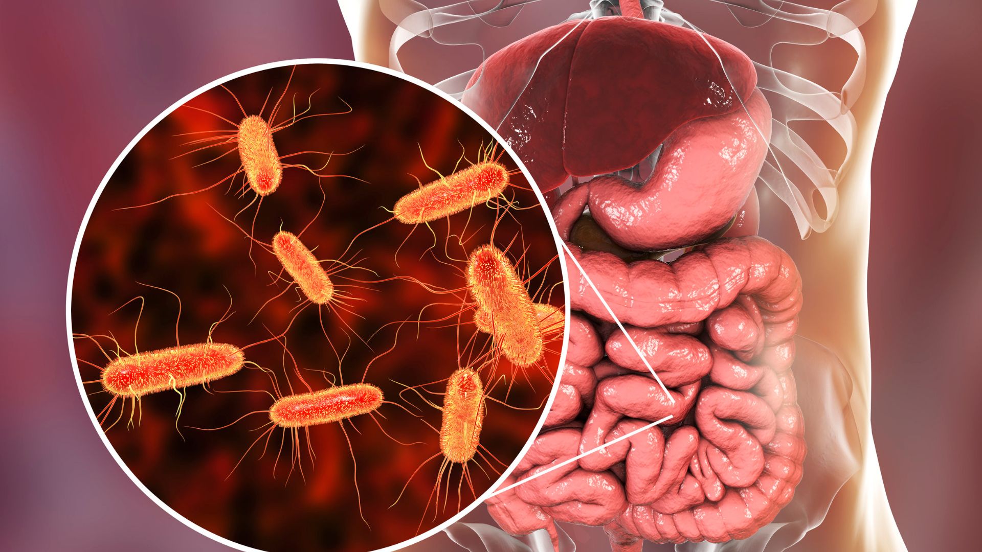 Cum să restaurăm microflora intestinală? Acestea sunt sfaturile noastre!