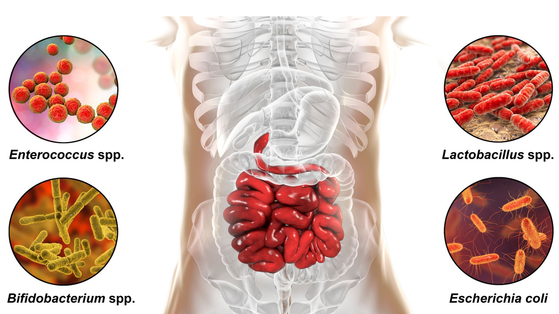 Bakterie kwasu mlekowego: Jakie są ich znaczenie dla zdrowia?