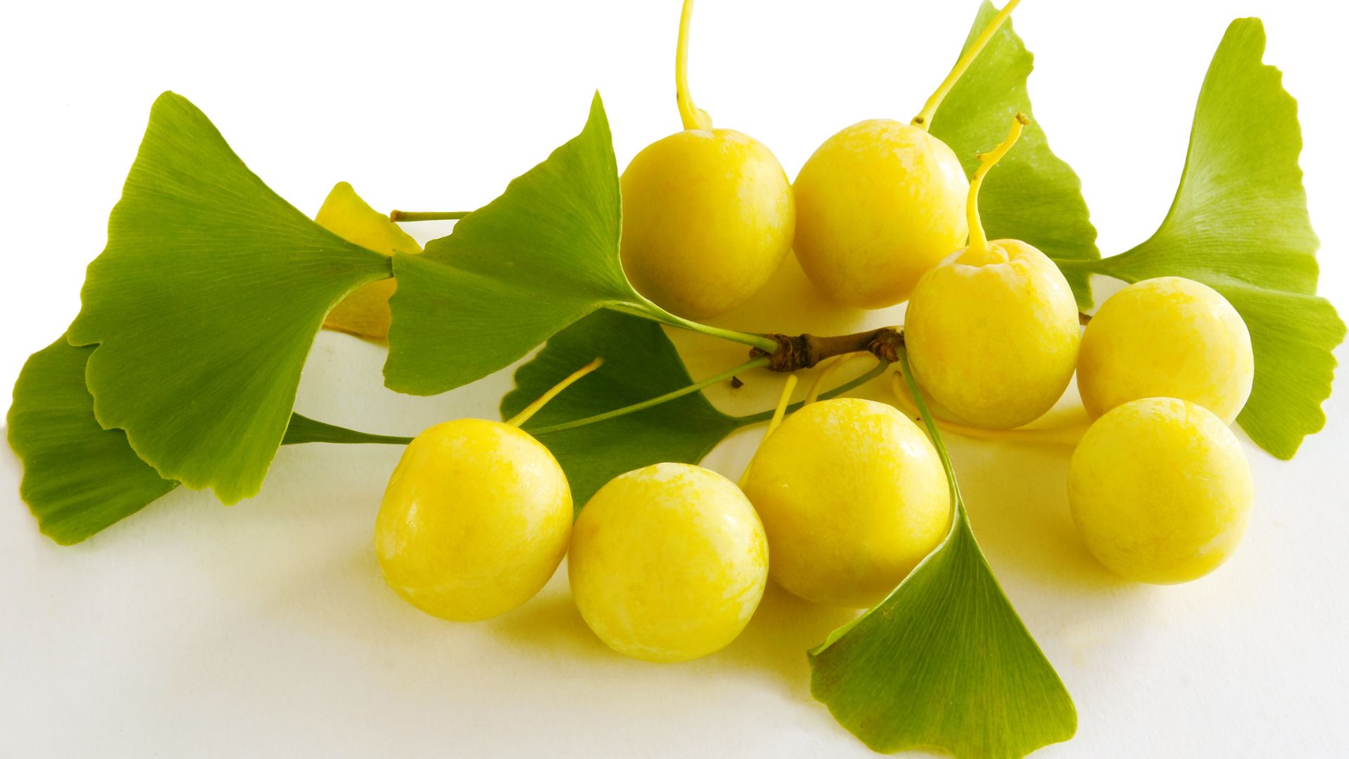 Gingko biloba jakie korzyści przynosi dla organizmu