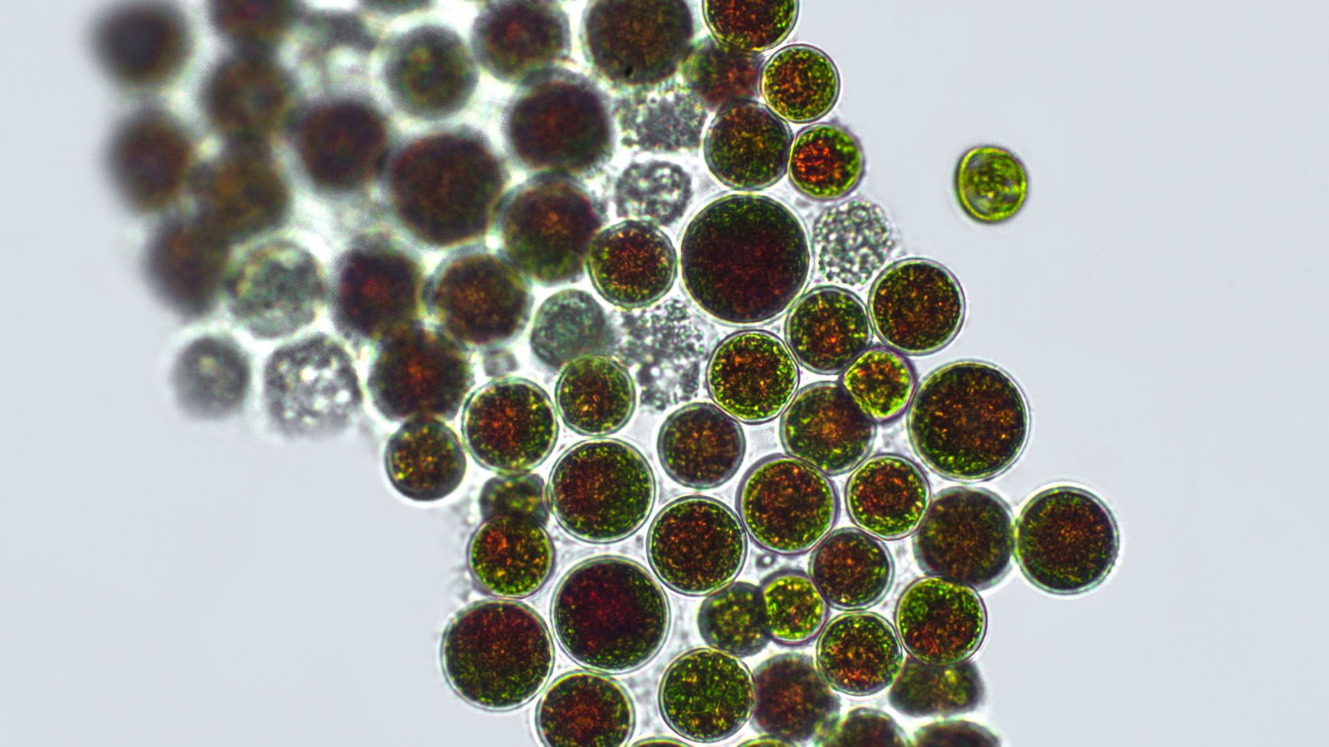 astaxanthin_antioxidant_z_prirodya