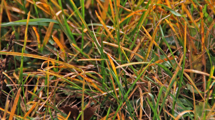 092418_Rust_in_the_Lawn