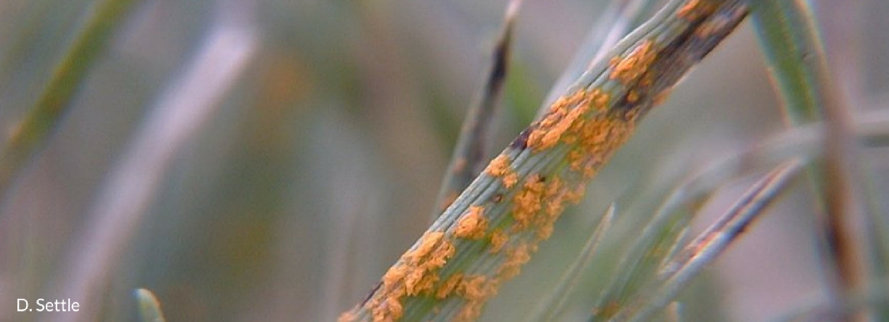 RustCloseUp2_555x201-min