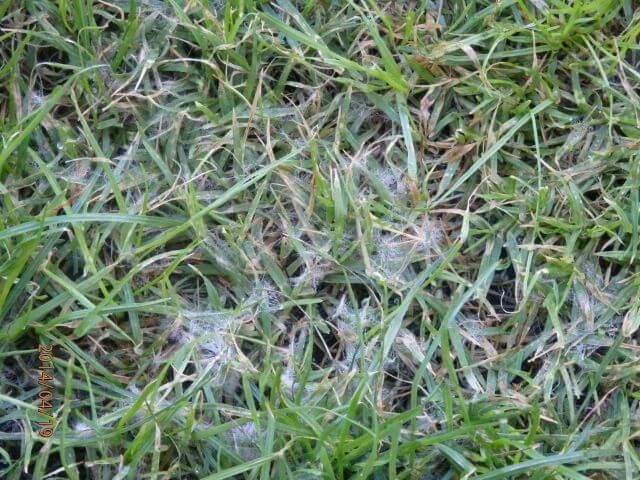 pythium-blight-in-turf-