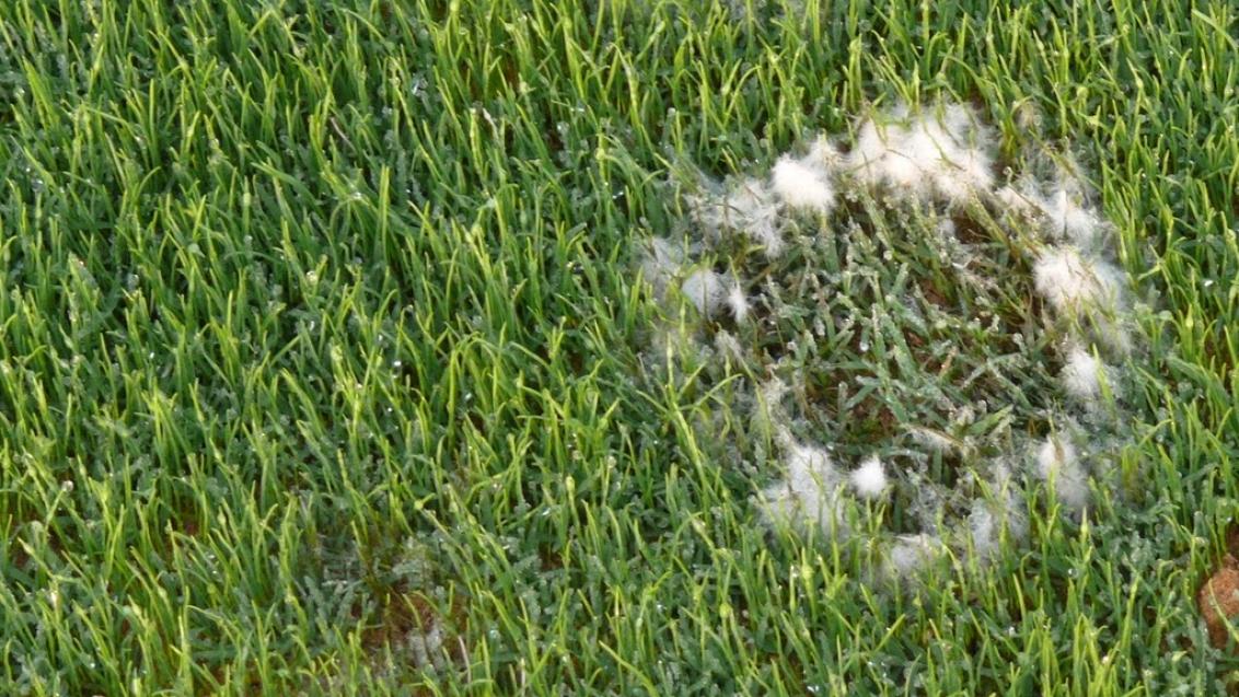 pythium_blight