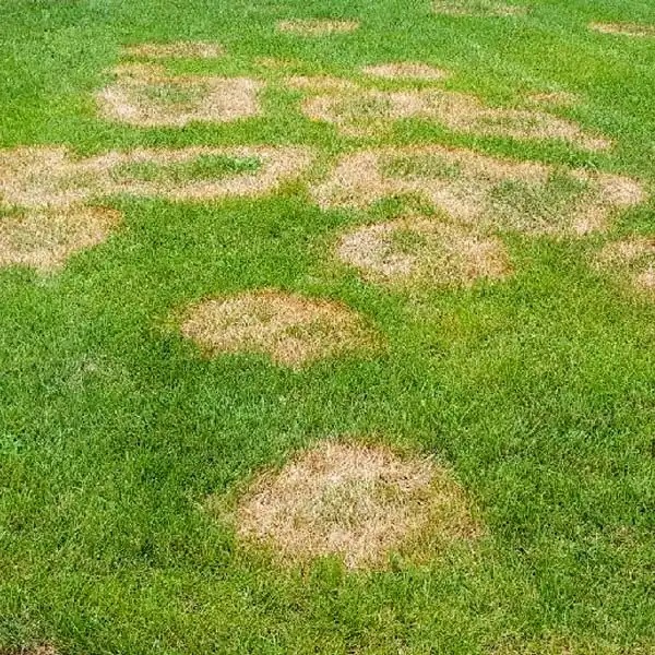 service-lawn-care-brown-patch-600x600-1