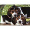 Puzzle 500 HQC beagle štěňata plakát Clementoni 35536