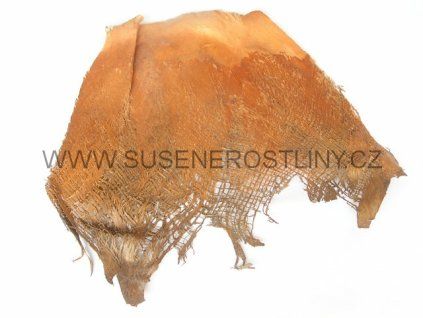 palm%20net%20natur