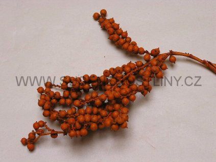 canella%20special%20orange