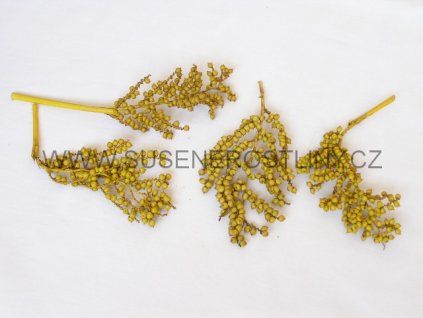 canella%20normal%20yellow