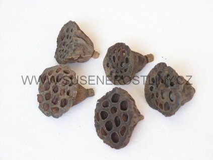 lotus%20small