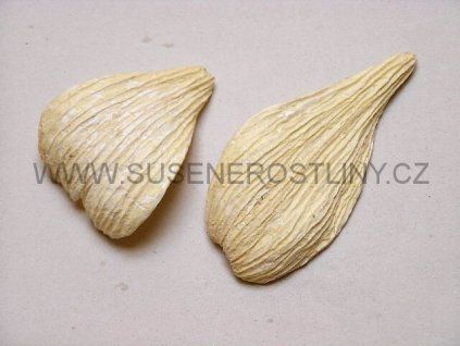 pradeep%20pod%20white
