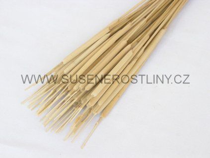 reed%20spadix%20pencil%20white