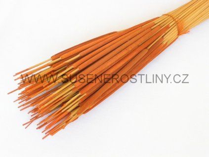 reed%20spadix%20pencil%20orange