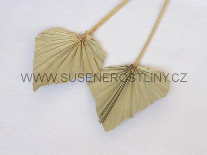 palm%20spear%20mini%20natur