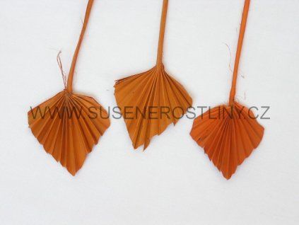 palm%20spear%20mini%20orange