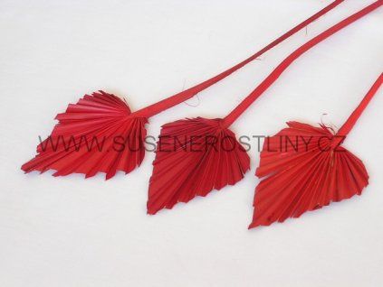 palm%20spear%20mini%20red